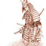 Iacopo