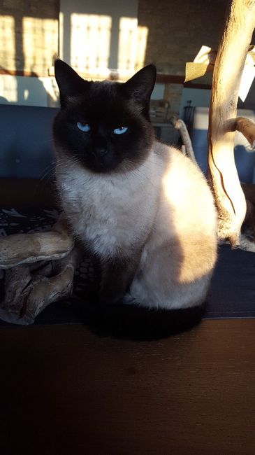 Nuovi pelosi in casa - 1