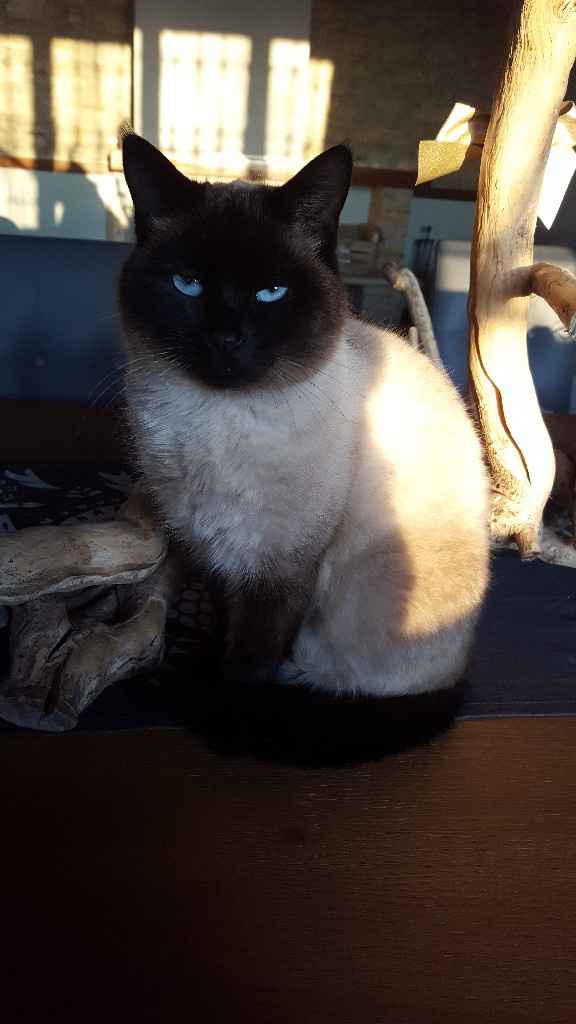 Nuovi pelosi in casa - 1