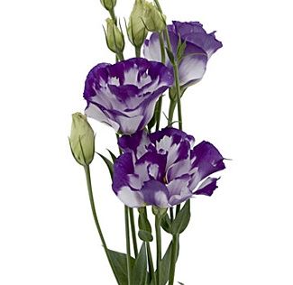 lisianthus purple