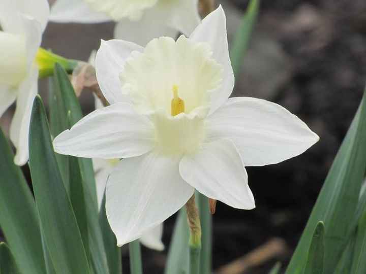 Il nome di questi fiori??? - 1