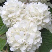 Cosa ne pensate? - 1