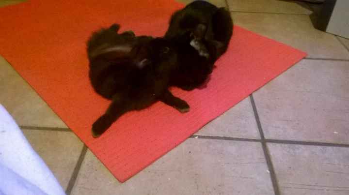 Amici pelosi *-* - 1