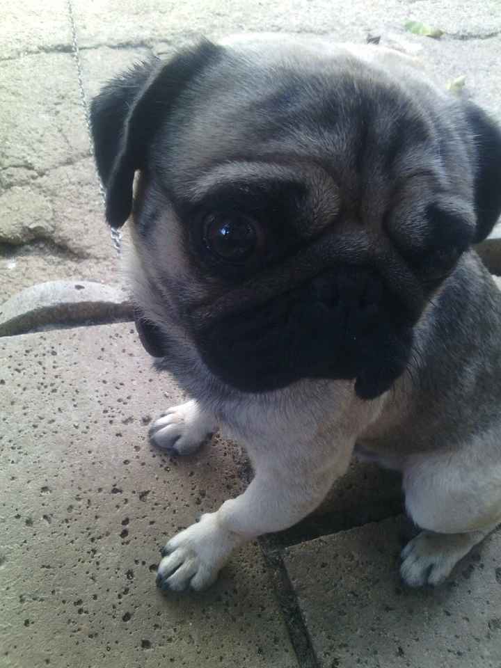 Amici pelosi *-* - 2