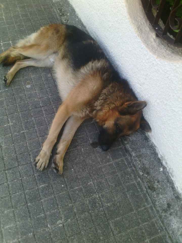 Amici pelosi *-* - 3