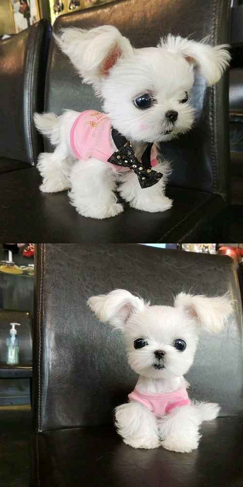 Animali domestici - 2