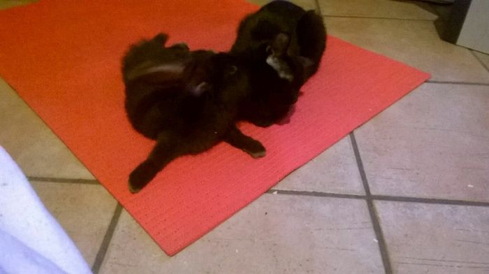 Amici pelosi *-* - 1