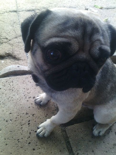 Amici pelosi *-* - 2