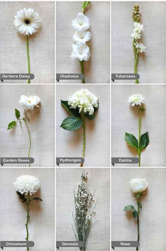 Topic fiori bianchi