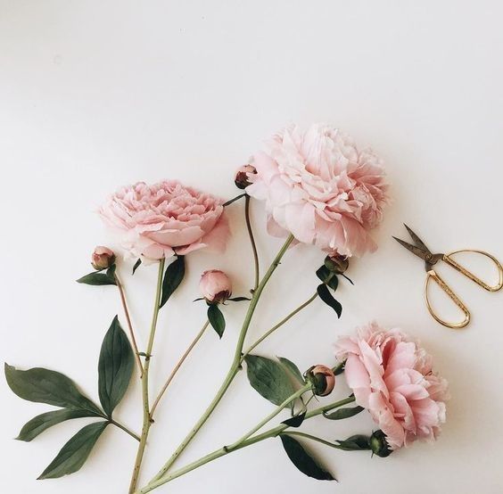 peonie