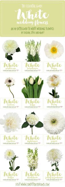 Topic fiori bianchi - 1