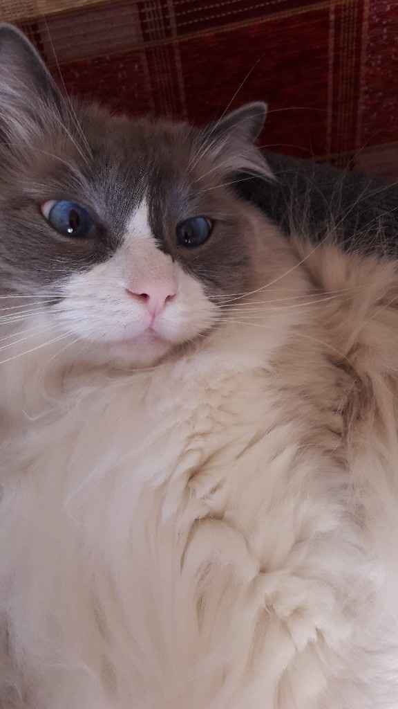 Lui è il mio piccolino!🐶 Parteciperà alle nostre nozze! E i vostri? - 1