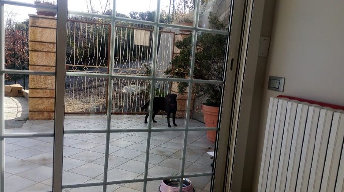 Un topic cuccioloso - 1