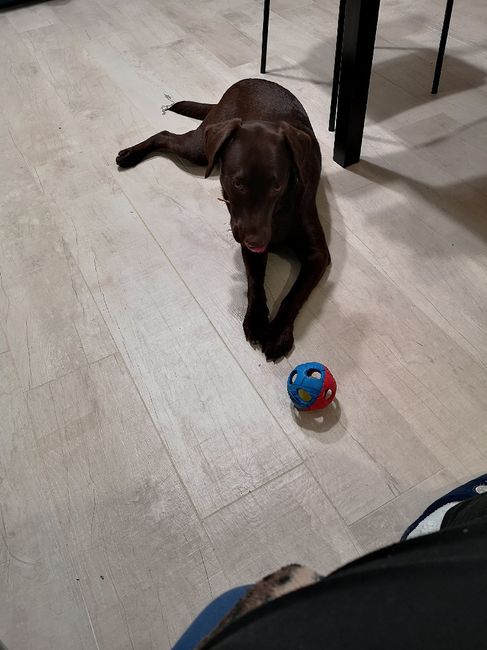 Bimbo peloso😍🐶 - 1