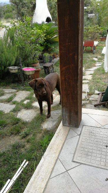 Matrimonio con amici a 4 zampe 🐶 - 1