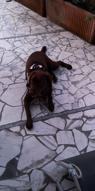 😍😍😍🐶 - 1