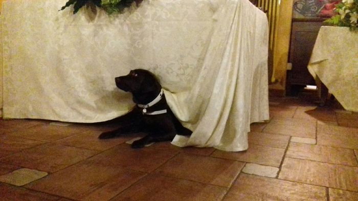 Il vostro amico a 4 zampe - 1