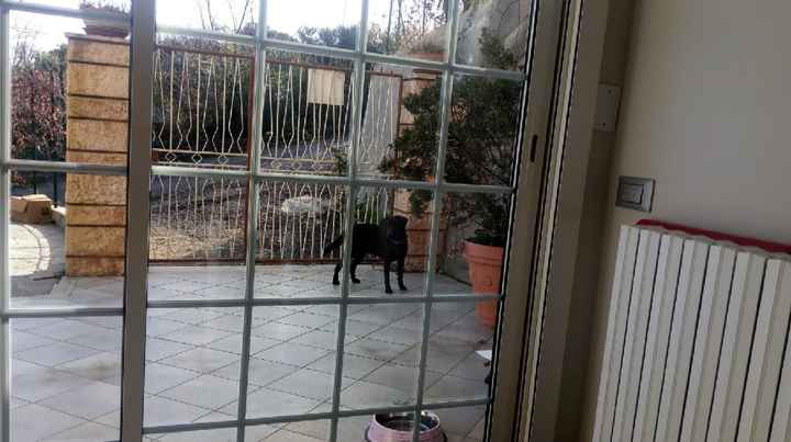 Un topic cuccioloso - 1