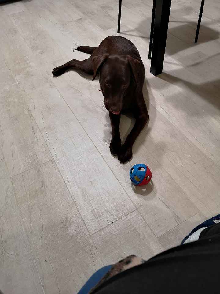 Bimbo peloso😍🐶 - 1