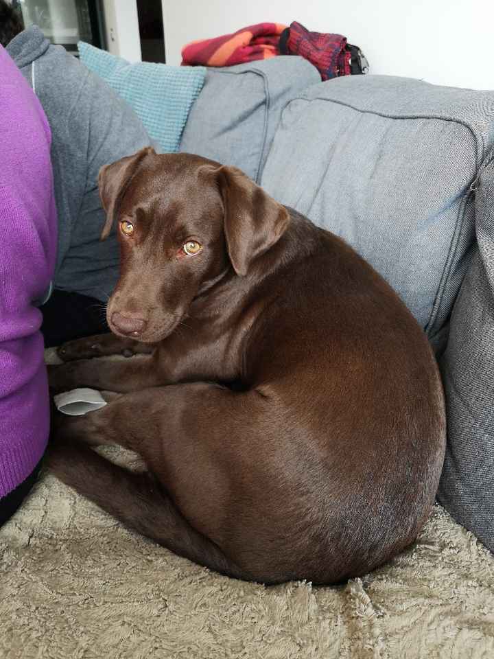 Bimbo peloso al matrimonio 😍🐶 - 1