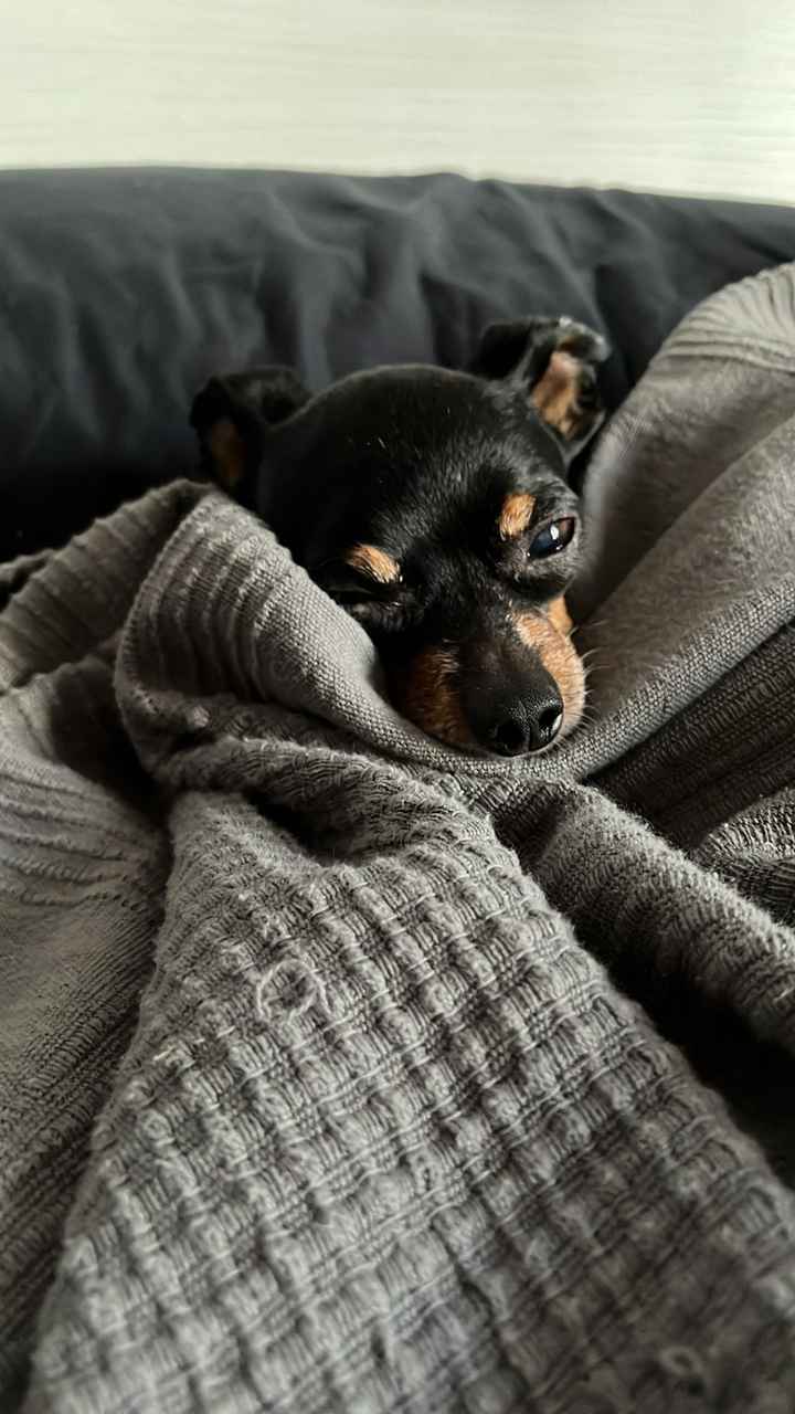Ci presentate i vostri animali? 🐕 - 1