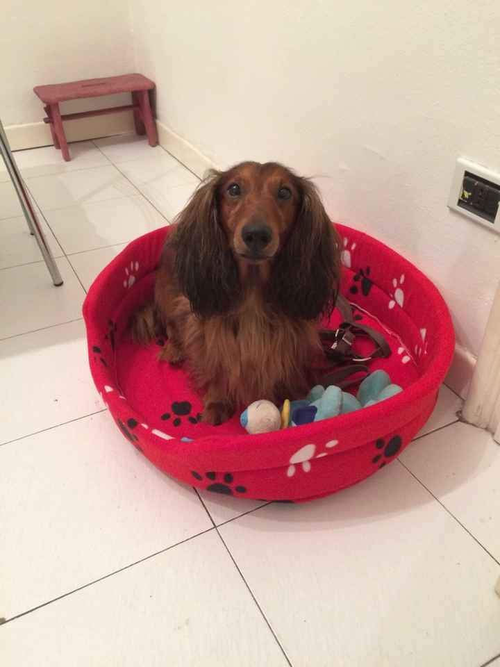 Pelosi alla riscossa! :) chi portera' il suo amico peloso al matrimonio? - 1