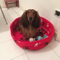 Pelosi alla riscossa! :) chi portera' il suo amico peloso al matrimonio? - 1