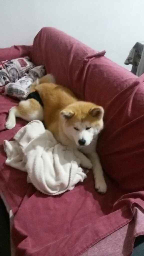 Pelosi alla riscossa! :) chi portera' il suo amico peloso al matrimonio? - 1