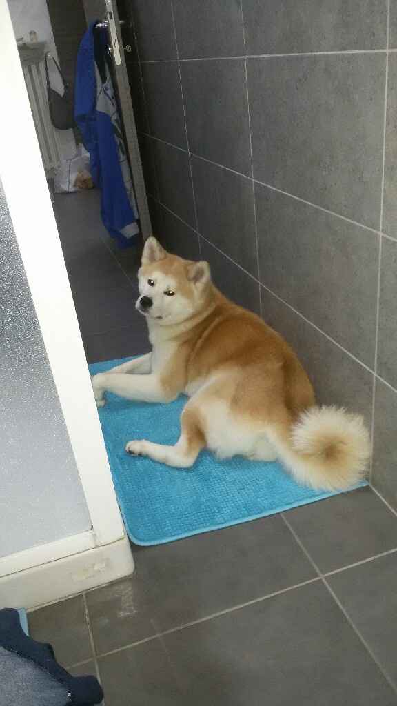 Cani al matrimonio - 1