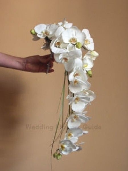 orchidee 02