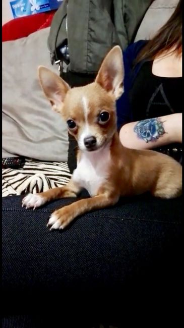 Cani al matrimonio - 1