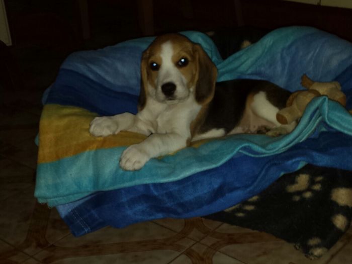 Ecco mio "figlio peloso" - 2