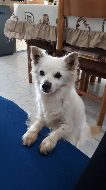 Collaboratori pelosi ❤️ - 2