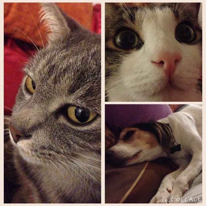 Le foto dei vostri animali - 2