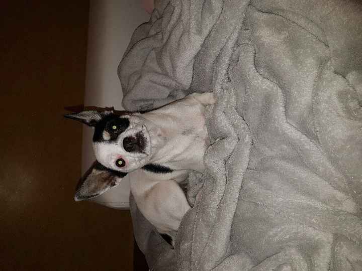 Compagno a 4 zampe? - 1