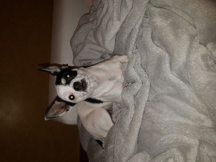 Compagno a 4 zampe? - 1