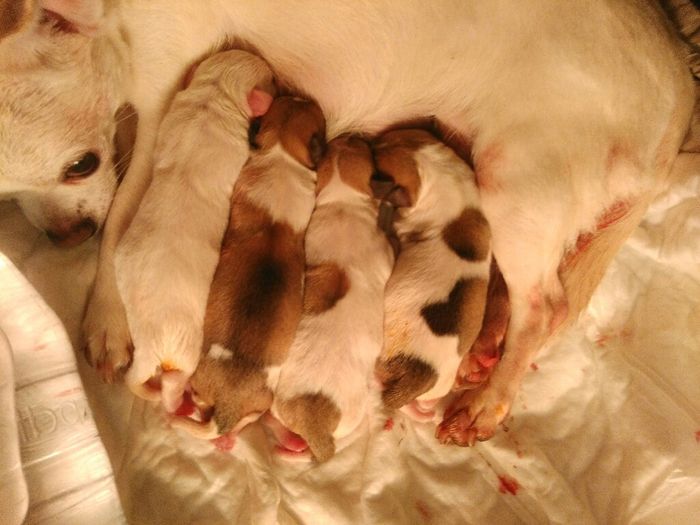 Nascita cuccioli - 1