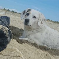 Cuccioli di casa... - 3