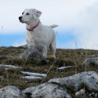 Cuccioli di casa... - 5