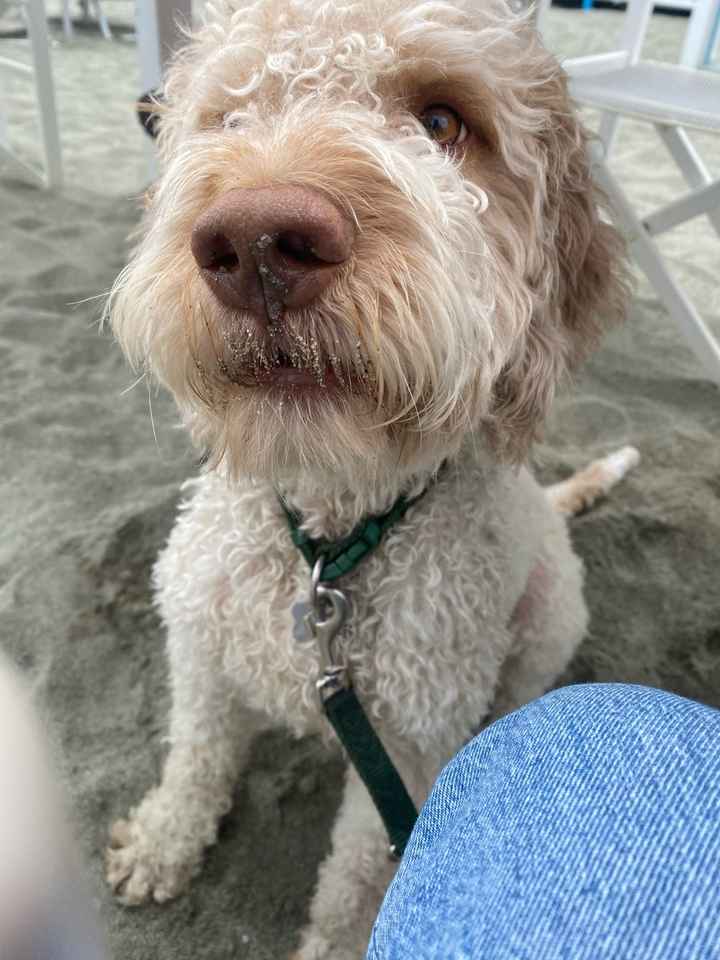 Amici a quattro zampe nel giorno più importante 🐶 - 1