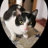 Collaboratori pelosi ❤️ - 1