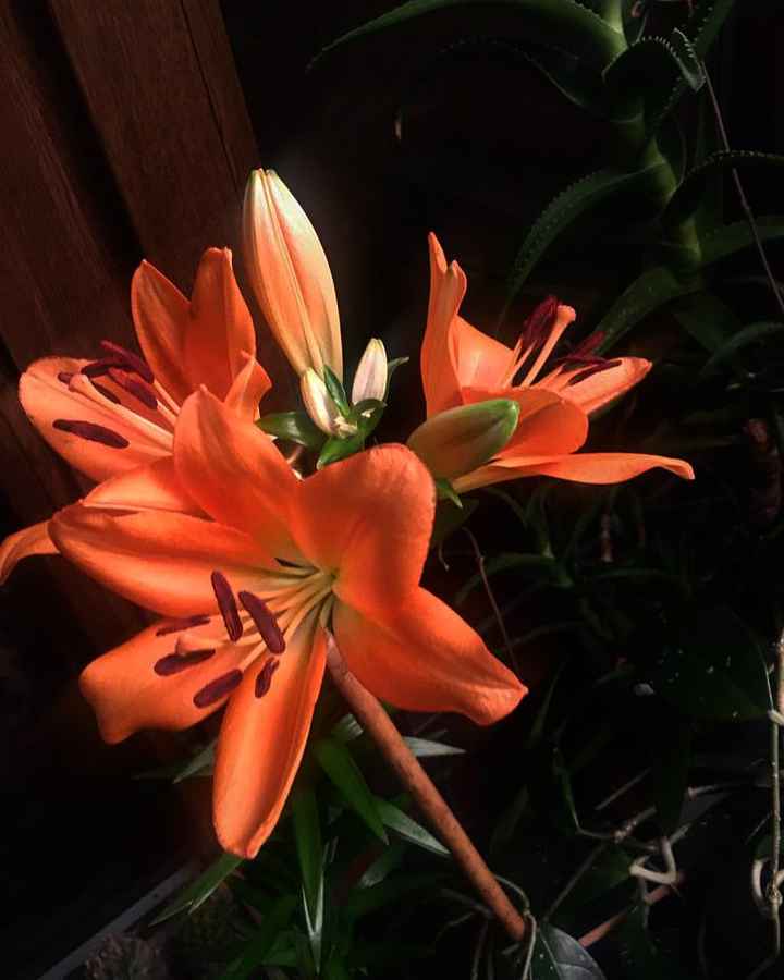 Le nostre bomboniere che sbocciano 💓🌱☘️ - 1