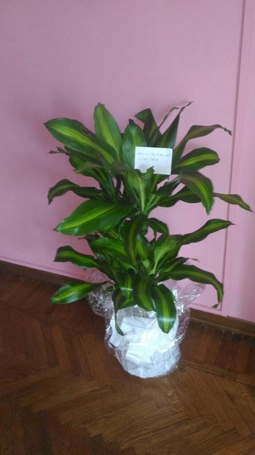 Il mio giorno più bello... - 2