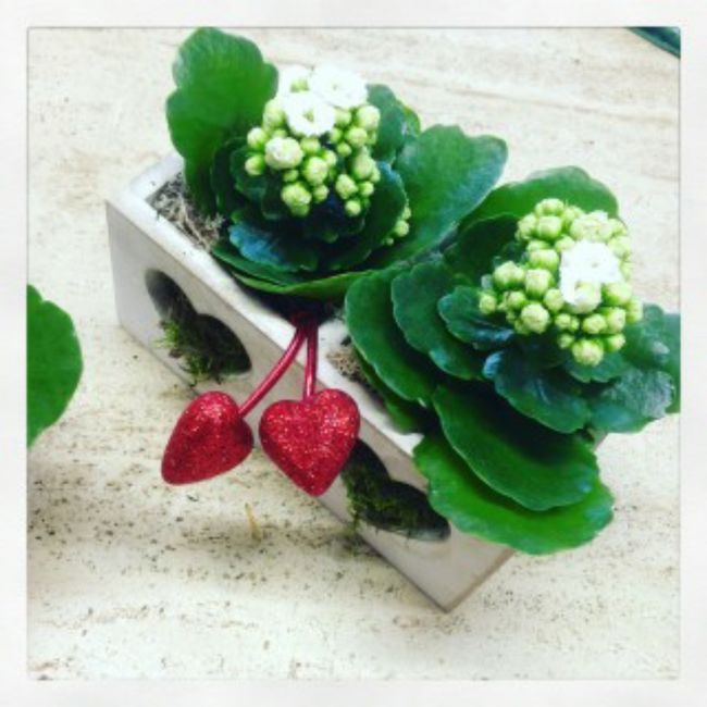 Centrotavola con kalanchoe 4