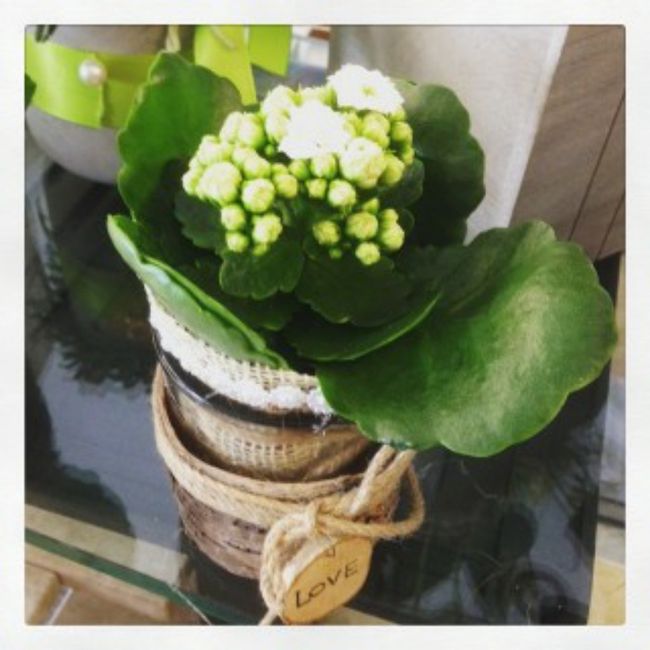 Centrotavola con kalanchoe 5