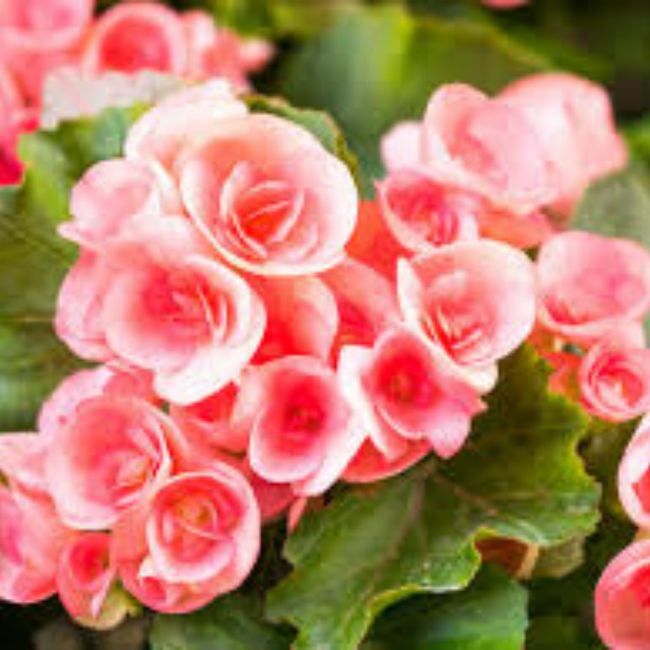 Consigli fiori 1