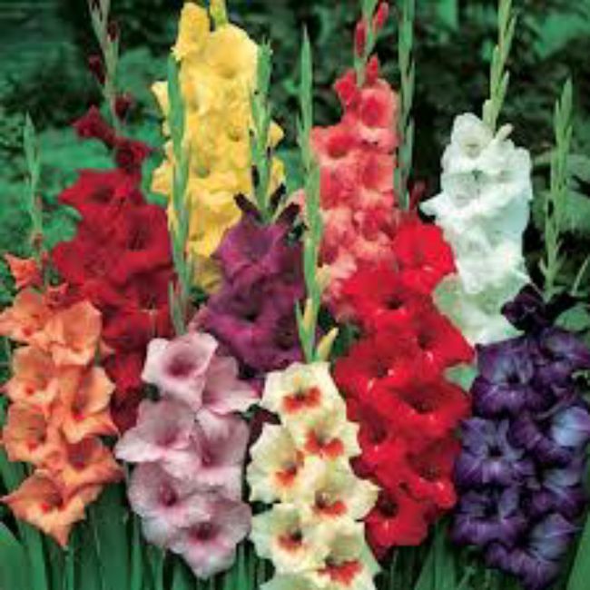 Consigli fiori - 2