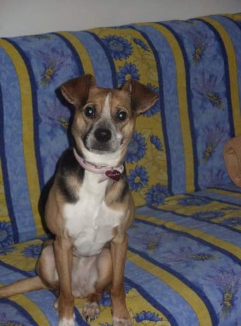 Animali domestici - 1