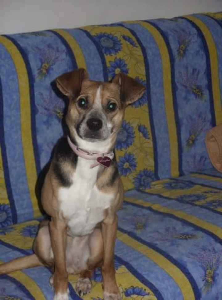 Animali domestici - 1