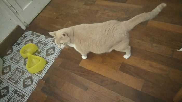 Convivenze pelose!🐶🐱🐹🐰 - 1